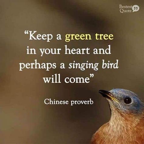 “Keep a green tree in your heart and perhaps a singing bird will come.” Chinese proverb – BestestQuote Save Birds Quotes, Quotes About Birds Nature, Bird Quotes Inspirational Short, Quotes On Ego, Nature Lover Quotes, Hand Quotes, Singing Quotes, Eckhart Tolle Quotes, Ego Quotes