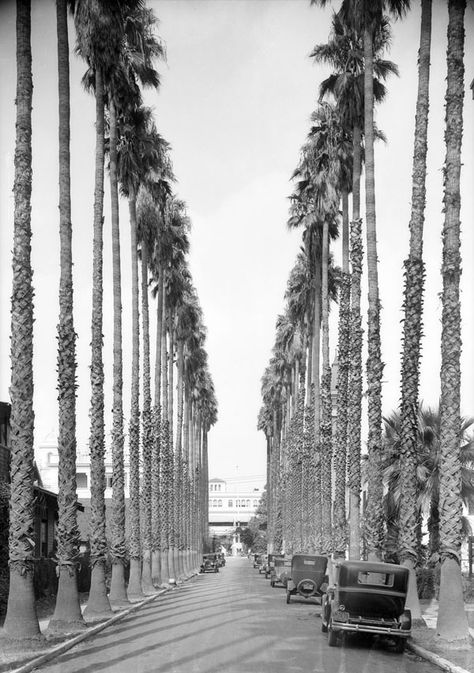 Usc Library, Lala Land, La Life, California History, Photography Collection, Vintage Los Angeles, University Of Southern California, Vintage California, California Love