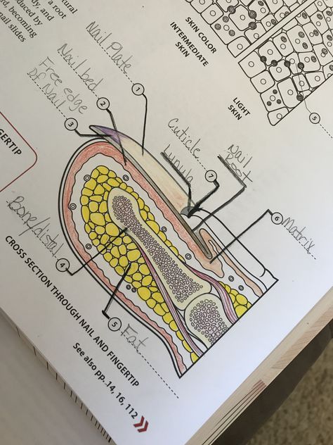 Anatomy of the nail Cosmetology Lesson Plans, Nails Theory, Nail Tech Essentials, Cosmetology Teacher, Nail Tech Vision Board, Nail Notes, Cosmetology State Board Exam, Cosmetology State Board, Nail Structure