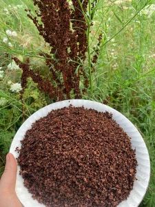 5 Acre Farm, Rumex Crispus, Yellow Dock, Survival Foods, Wild Foraging, Foraging Recipes, Food Medicine, Herbal Healing, Magic Bullet