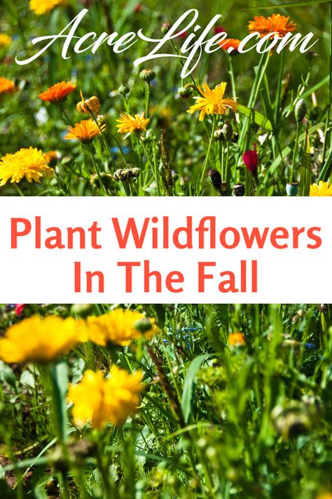 Planting Wildflowers, Plant Wildflowers, Flowers For Bees, Fall Flowers Garden, Fall Backyard, Easy Flowers, Pollinator Plants, Wild Flower Meadow, Building A Raised Garden