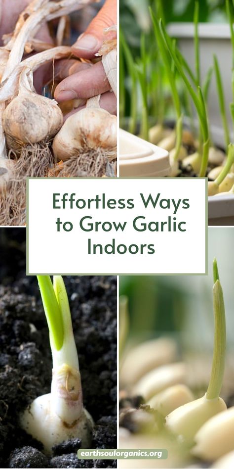 Growing garlic indoors is simpler than you think! Learn how to grow garlic indoors effortlessly, from selecting the best bulbs to finding the right spot in your home. With our easy tips, you’ll soon have a constant supply of fresh, delicious garlic for your meals. Start today! #howtogrowgarlicindoors #indoorvegetablegarden #garlicgrowing Garlic Greens, Grow Garlic Indoors, Tomato Container Gardening, Growing Basil Indoors, Plants To Grow Indoors, Garlic Growing, Basil Garden, Garlic Farm, Growing Tomatoes Indoors