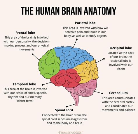 Brain Anatomy And Function, Human Brain Anatomy, Learn Biology, Psychology Notes, Nursing School Essential, Brain Mapping, Basic Anatomy And Physiology, Psychology Studies, Brain Memory