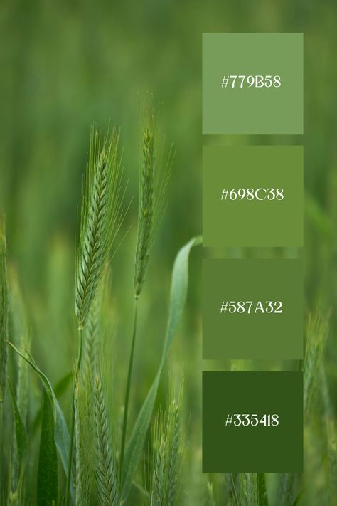 Sage Green Color Palette features a field of green wheat, displaying a range of sage green tones. The soft, muted greens of the wheat stalks create a tranquil and earthy ambiance, reflecting the gentle beauty of nature. Warm Green Color Palette, Green Earthy Aesthetic, Sage Green Color Palette, Green Pallet, Colour Scale, Color Scheme Generator, Green Wheat, Color Generator, Green Color Palette