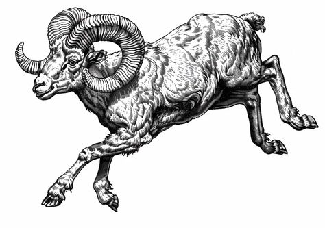 Full Color Image in ai-img-gen.com 🔸 black and white illustration of an Aries ram jumping, line drawing style with high detail and no bac... 🔸 From Midjourney AI Image Ram Line Drawing, Ram Head Drawing, Ram Head Tattoo, Ram Cartoon, Aries Animal, Aries Ram, Dynamic Pose, Ram Head, The Ram