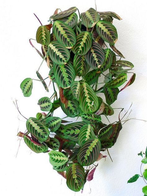 Maranta leuconeura erythroneura. = Prayer plant. نباتات منزلية, Garden Hacks, Plants Are Friends, Prayer Plant, Indoor Gardens, Plant Decor Indoor, Plants Indoor, House Plants Indoor, Pretty Plants