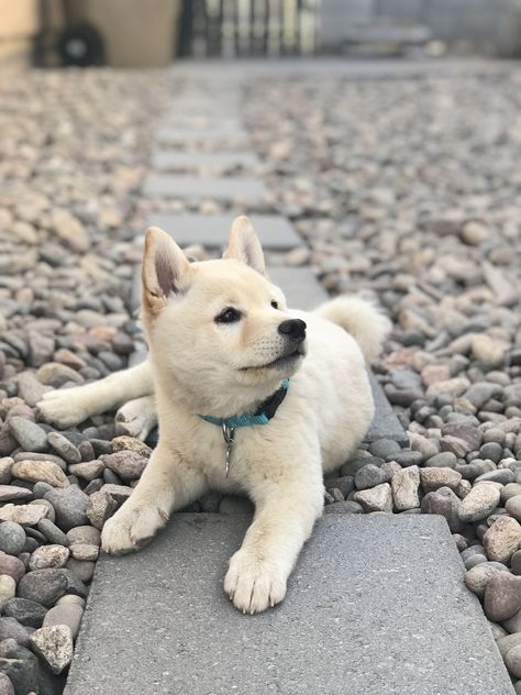 Shiba Inu Puppy White, Cream Shiba Inu Puppy, White Shiba Inu Dog, White Shiba Inu, Shiba Inu Puppies, Shiba Puppy, Spitz Dogs, Cockapoo Puppies, Shiba Inu Puppy