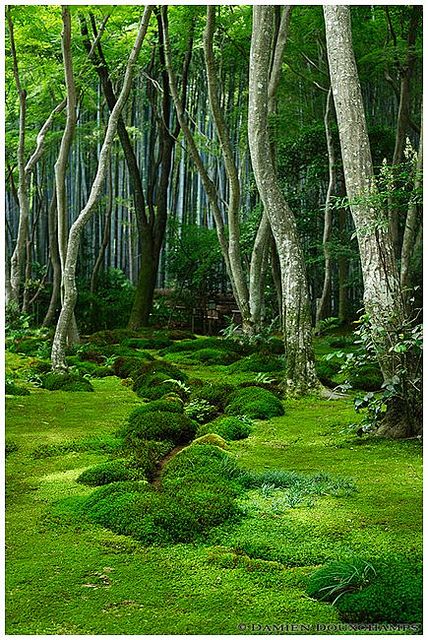 I just want this to be my backyard.... Moss garden in Giyo-ji temple (祇王寺) | Flickr - Photo Sharing! Moss Garden, Green Forest, Garden Cottage, Lombok, Shade Garden, Beautiful Tree, Japanese Garden, Lush Green, Dream Garden