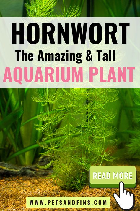 Fish Plant Ecosystem, Heavily Planted Aquarium, Hornwort Plant Aquarium, Snail Tank, True Roots, Aquarium Soil, Anubias Plant Aquarium, Outdoor Ponds, Shrimp Tank