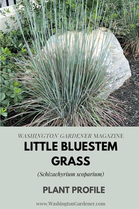 Little Bluestem Grass Landscape, Schizachyrium Scoparium, Leach Field, Acreage Ideas, Garden List, Little Bluestem, Native Plant Landscape, Plant Landscape, Native Gardens