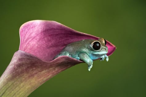 Callas Lily, Whites Tree Frog, Frog Pictures, Tree Frog, Animal Reference, Tree Frogs, Frog And Toad, Animal References, Reptiles And Amphibians