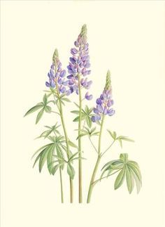 Silver Lupine: California Wildflower Watercolor 5 x 7 Print ... Plants Sketch, Plant Sketches, Lupine Flowers, California Wildflowers, Watercolor Flower Art, Botanical Painting, 자수 디자인, Plant Illustration, Botanical Drawings