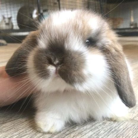 Cutest Bunny Ever, Pet Rabbit Care, Pet Bunny Rabbits, Mini Lop, Rabbit Eating, Cute Bunny Pictures, Baby Animals Pictures