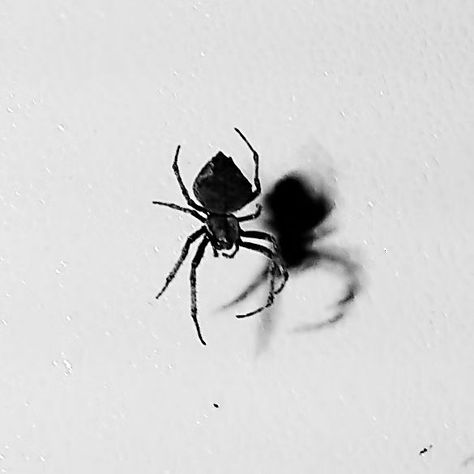 Shady lady 😁😬 What an impressive shadow! Thankfully, an outdoor critter 😁 #spider Shady Lady, Instagram