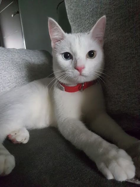 Introducing Lucky, my male Khao Manee. Khao Manee Cat, Khao Manee, Horses And Dogs, White Kittens, Orange Tabby, White Cats, Pretty Cats, Beautiful Cats, Beautiful Eyes