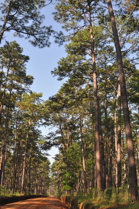 Pine Projects, Hope Deferred, Long Leaf Pine, Pine Trees Forest, Wallpaper Inspiration, Southern Pine, Lake Lodge, Sky Full, Inspirational Wallpapers