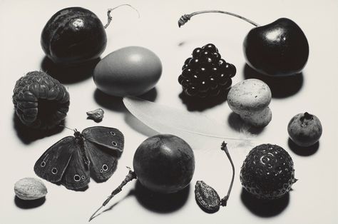 IRVING PENN (1917-2009) | Still life with Grape and Moth (A), New York, 1976 | Photographs | Christie's Irving Penn, Food Props, Still Life Photos, Still Photography, Gelatin Silver Print, Photography Inspo, Photography Photos, Still Life Photography, Aesthetic Photo