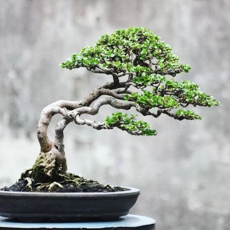 Garden Digging Tools, Jade Plant Bonsai, Bonsai Making, Bonsai Mini, Japanese Bonsai Tree, Jade Bonsai, Bonsai Forest, Pre Bonsai, Bonsai Techniques