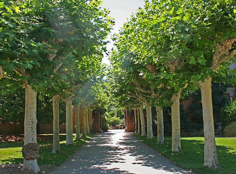 Filoli Gardens - Path through Plane Trees | Flickr - Photo Sharing! Filoli Gardens, London Plane Tree, Gertrude Jekyll, London Plane, Formal Garden Design, Fringe Tree, Plane Tree, Sycamore Tree, Hay Fever