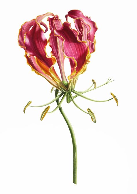 Billy Showell, Nature Sleeve, Gloriosa Lily, Botanical Artists, Cat Nature, Watercolor Tulips, Fruit Flowers, Botanical Collection, Flower Paintings