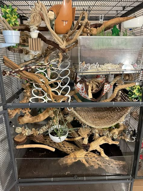 Bioactive Rat Enclosure, Natural Rat Cage Setup, Small Rat Cage Setup, Naturalistic Rat Cage, Bioactive Rat Cage, Natural Rat Cage, Rat Cage Set Up, Rat Cage Setup Ideas, Critter Nation Cage Ideas