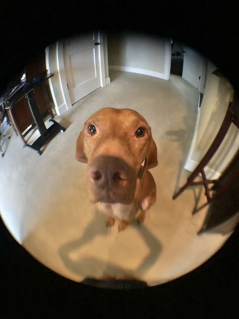 Fish Eye Dog Pfp, Fish Lense Pfp, Fish Eye Lense Reference, Fishbowl Perspective Reference, Fish Bowl Perspective, Fish Eye Drawing Reference, Fishbowl Lens, Fish Eye Reference, Fishbowl Pfp