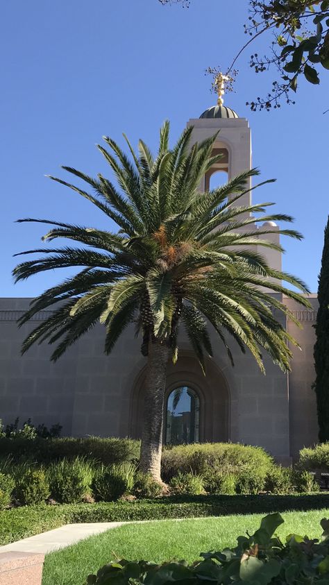 Phoenix canariensis     Canary Island Date Palm Zone: 9      H: 50-60 ft.      S: 40-50 ft. Florida Gardens, Date Palm Tree, Canary Island Date Palm, Section 8, Date Palm, Zone 9, Palm Tree Tattoo, Landscape Architecture Design, Plant Identification