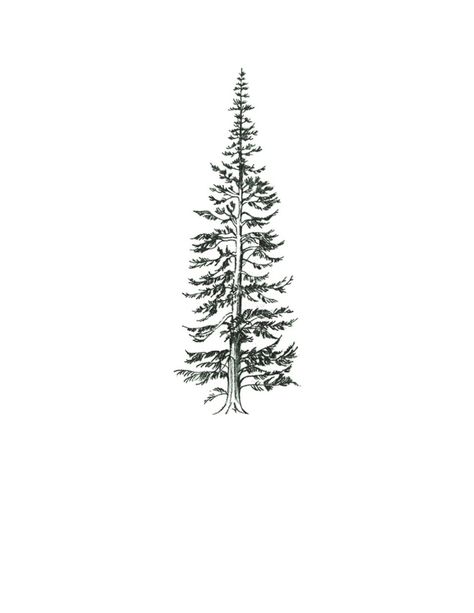 Douglas Fir Branch Tattoo, Fir Tree Tattoos, Nerve Tattoo, Douglas Fir Tattoo, Pine Tree Doodle, Pine Trees Drawing, Draw Nature, Pine Tattoo, Pine Tree Drawing