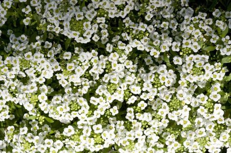 24 of the Best Spiller Plants for Container Gardens Spiller Plants, Different Types Of Seeds, Alyssum Flowers, Easiest Flowers To Grow, Full Sun Flowers, Window Box Plants, Trailing Flowers, List Of Flowers, Trailing Plants