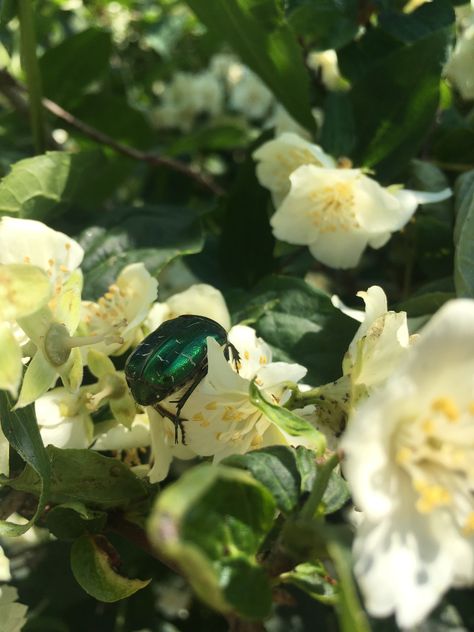 Green Beetle Aesthetic, Beetle Enclosure, Aesthetic Beetle, Elise Aesthetic, Beetle Aesthetic, Gracie Core, Dragon Man, Rita Skeeter, Green Bug