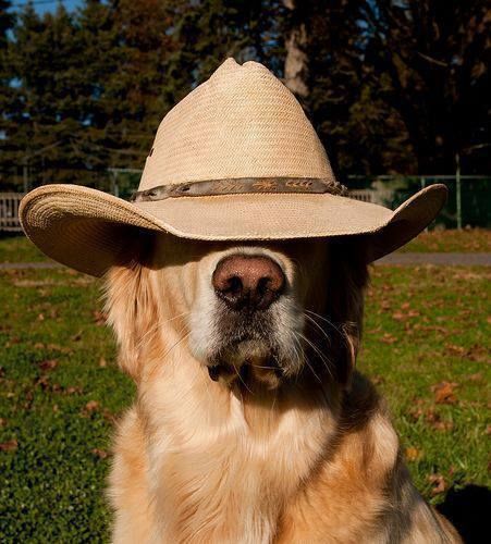 Howdy Pardner... Foto Cowgirl, Cowboy Baby, Western Aesthetic, Mans Best Friend, Country Life, 귀여운 동물, Country Girls, Dog Life, The Words