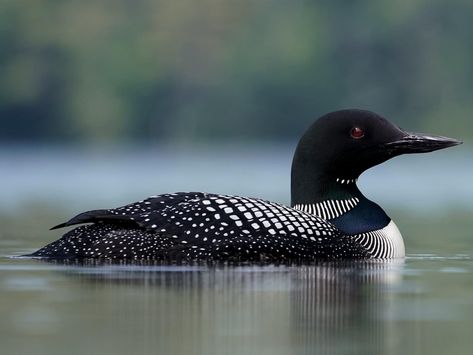 Loon Photo, Loon Tattoo, Common Loon, Boreal Forest, Clear Lake, All Birds, Alberta Canada, Bird Species, Top Photo