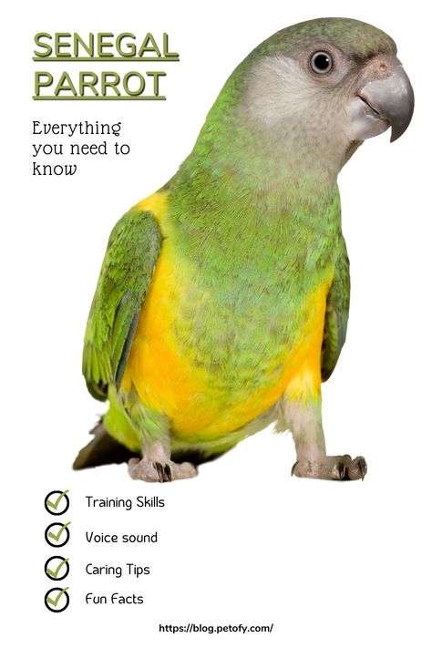 Learn more about the care, diet and behavior of Senegal Parrots to ensure you are providing the best home for your feat Einstein Parrot, Group Of Birds, Parrot Diet, Senegal Parrot, Colourful Birds, Never A Dull Moment, Funny Parrots, African Grey Parrot, Parrot Toys