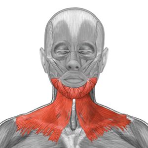 Platysma Muscle, Neck Muscle Anatomy, Sternocleidomastoid Muscle, Osteoporosis Prevention, Forehead Lift, Sports Massage Therapy, Muscles Of The Face, Pectoral Muscles, Trigger Point Therapy