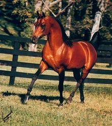 Blood Bay Horse, Bay Quarter Horse, Bay Stallion, Bay Horses, Horse Coat Colors, Red Bay, Horse Ears, Bay Horse, Sport Of Kings