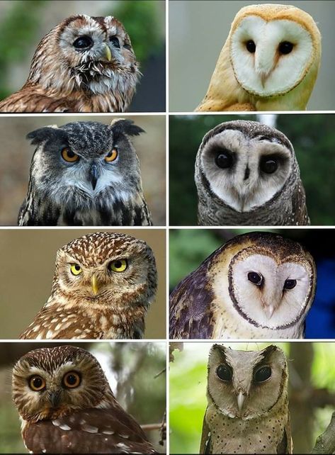 Owl Habitat, Animal Collage, Owl Species, Saw Whet Owl, Ski Art, Barred Owl, Narnia Books, Interesting Animals, Gray Owl