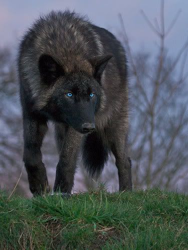 A beautiful black wolf name Mist! Wolf With Blue Eyes, Regard Animal, Wolf Photos, Wolf Love, Wild Wolf, Wolf Pictures, Beautiful Wolves, Wolf Spirit, Wild Dogs