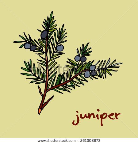 Juniper Drawing, Juniper Branch, Branch Drawing, Journal Stuff, Drawing Images, Beauty Care, To Draw, Art Journal, Royalty Free Stock Photos