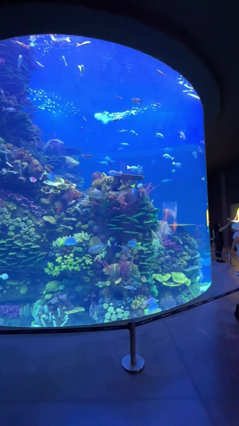 ‼️Gran Acuario MAR DE CORTÉS 🐬 en #Mazatlan #Sinaloa 😎🌴🌅 | By Mazatlán Sinaloa México Mexico Beaches, Explore Mexico, Mexico Culture, Mexico Resorts, Visit Mexico, City Aesthetic, Mexico Travel, Cancun, Vacation Spots