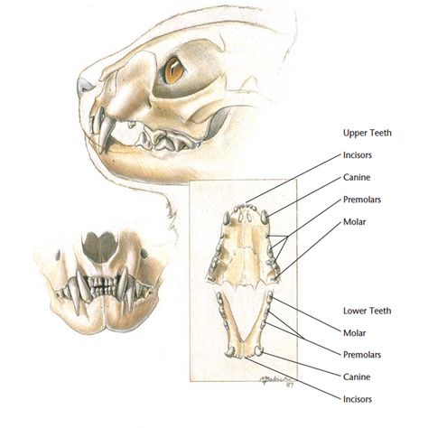 Fang Reference, Skull Diagram, Teeth Diagram, Human Puppet, Cat Teeth, Teeth Anatomy, Different Types Of Cats, Teeth Drawing, Cat Anatomy