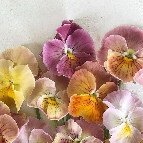 BJM Studio Specialty Flowers on Instagram: "The Imperial Antique Shades Pansies are going strong. I love this variety! Please see my stories for an up close view. #pansy #pansies #imperialantiqueshades #antiqueshades #antiqueshadespansy #antiqueshadespansies #flower #flowers" Pansy Flower Aesthetic, Pink Pansies, Sunshine Flowers, Pansy Flowers, A Bunch Of Flowers, Pansy Flower, Watercolour Inspiration, Pansies Flowers, Garden Inspo