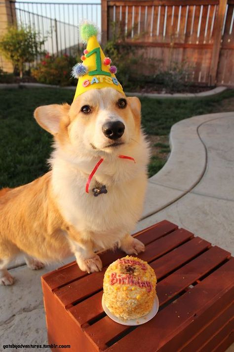 14 Realities You Face When Your Corgi Is A Picky Eater | Page 2 of 4 | PetPress Corgi Birthday, Dog Happy Birthday, Birthday Corgi, Corgi Pictures, Corgi Funny, Dog Birthday Party, Corgi Puppy, Cute Corgi, Dog Party