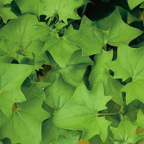 German Ivy (Senecio mikanioides) Indoor Care and Propagation Evergreen Climbers, Easy To Grow Houseplants, Cookie Bowls, Plant Wishlist, Ivy Plants, Overwintering, Gardening Plants, Garden Life, Indoor Plant Care