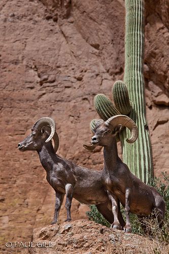 Desert Bighorn Rams - Bronco Butte, Superstition Mountains Wilderness, Arizona Ranch Vacation, Succulent Flowers, Big Horn Sheep, Wine Vineyards, Superstition Mountains, Desert Animals, Desert Life, Mule Deer, Vacation House