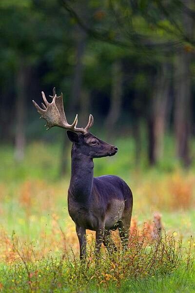 Black (Melanistic) Deer Animals With Antlers, Terrestrial Animals, Melanistic Animals, Black Deer, Fallow Deer, Mule Deer, Rare Animals, Favorite Animals, Manx