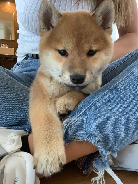 Baby Shiba Inu Shiba Inu Aesthetic, Shiba Inu Puppy, Shiba Inu Dog, Xmas List, Chiba, Baby Puppies, Red Panda, Shiba Inu, Dog Mom