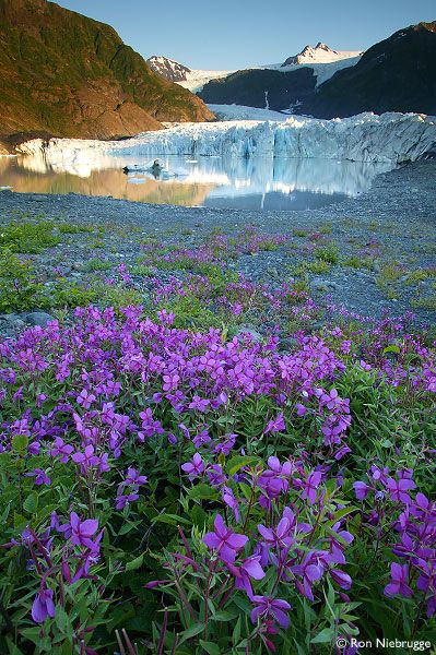 Glaciar Petersen - Alasca Kenai Alaska, Kenai Fjords National Park, Kenai Fjords, Travel Home, Alaska Travel, Photo Blog, Ways To Travel, Landscape Photos, Beautiful World