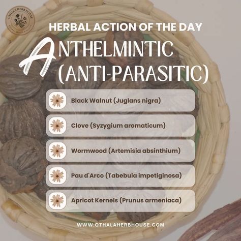 Today, we focus on anthelmintic herbs, also known as anti-parasitic herbs. These herbs help expel parasitic worms and other internal parasites from the body, promoting overall digestive health and well-being. How Anthelmintic Herbs Work: Anthelmintic herbs contain compounds that are toxic to parasitic worms but safe for human consumption. (CAUTION - some Anthelmintic plants are only safe in small doses.) Anthelmintics work by: 🌿 Paralyzing Parasites: Immobilizing the parasites, making it ... Allium Sativum, Juglans Nigra, Artemisia Absinthium, Parasitic Worms, Thymus Vulgaris, Medicinal Herbs Garden, Holistic Diet, Herbal Healing, Inflammatory Foods