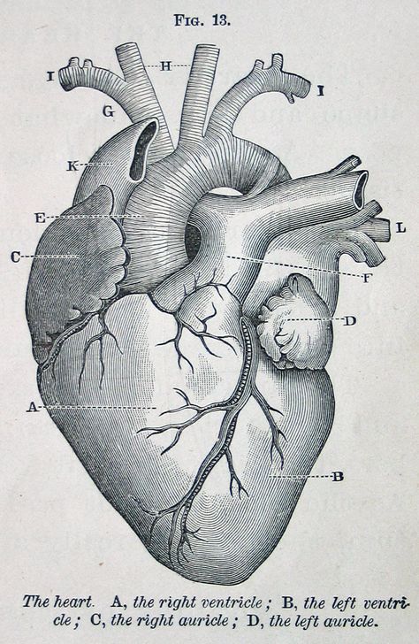 heart, vintage anatomical illustration, from Physiology for Young People, 1884 (via cori kindred on Flickr) Anatomical Heart Illustration Medical, Vintage Doctor Illustration, Vintage Heart Illustration, Anatomy Of A Heart, Vintage Anatomy Illustration, Anatomy Illustration Art, Organs Art, Heart Anatomy Drawing, Anatomical Heart Illustration