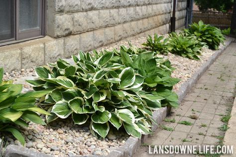 This is what I want in my front yard !!! Hostas Landscaping With Rocks, Hostas Side Of House, Hosta And Rock Garden, Hostas Landscaping Side Of House, Plants For River Rock Bed, River Rock Flower Bed, Rock And Hosta Garden, Rocks Around House, River Stone Landscaping